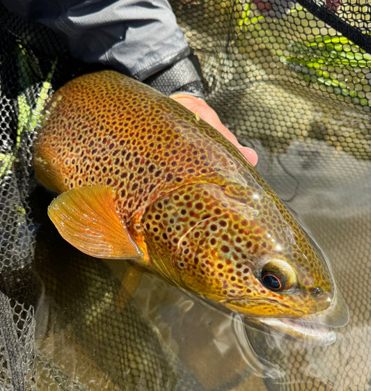 One Cast, One Chance
