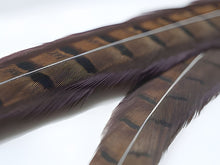 Cock Pheasant Tail