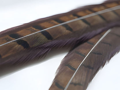 Cock Pheasant Tail