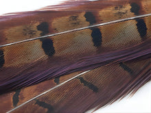 Cock Pheasant Tail