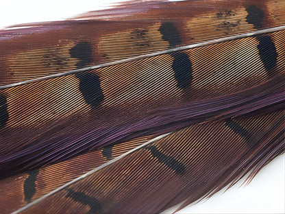 Cock Pheasant Tail