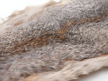 Grey Squirrel Skin