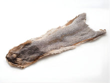 Grey Squirrel Skin