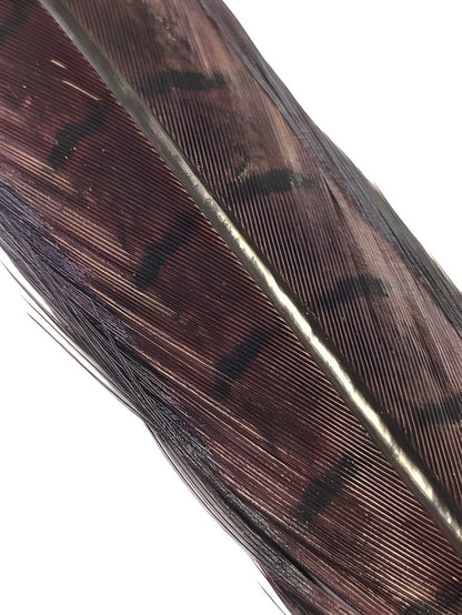 Cock Pheasant Tail - Dyed