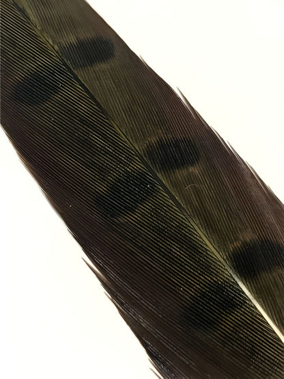 Cock Pheasant Tail - Dyed