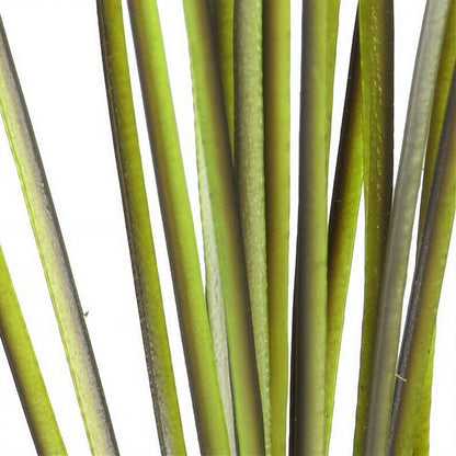 Polish Quills