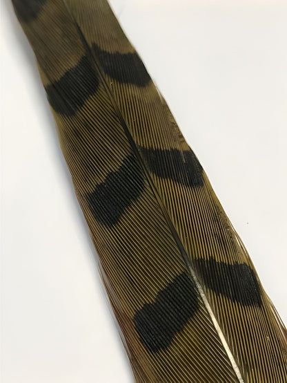 Cock Pheasant Tail - Dyed