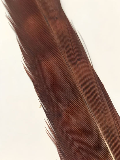 Cock Pheasant Tail - Dyed